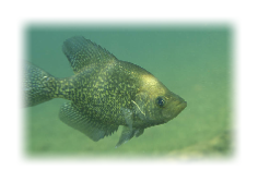 Lake Greeson Fishing